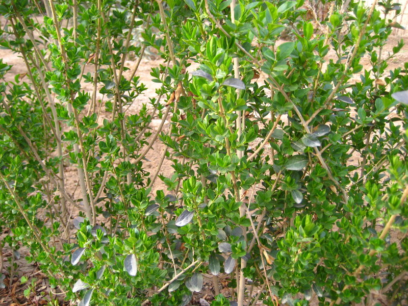 Green Leafy Bush — Natural