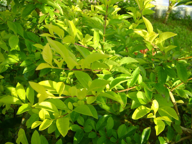 Green Leafy Bush — Serene