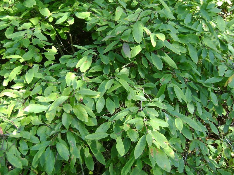 green leafy bush