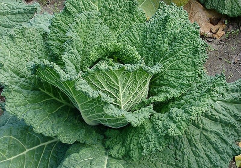 Green Leafy Cabbage