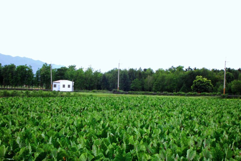 Green Leafy Crop Field