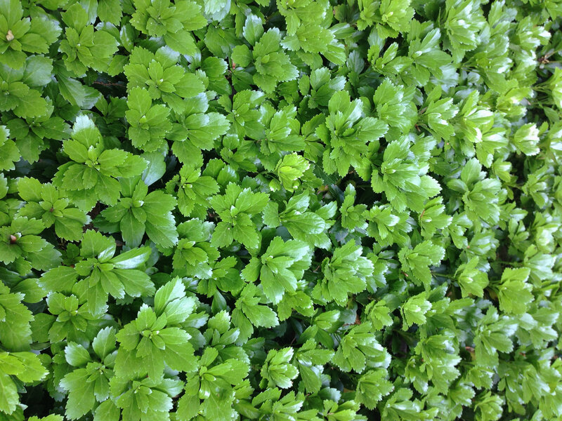 Green Leafy Ground Cover — Natural