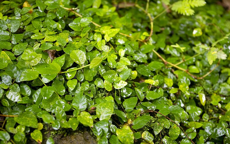 green leafy ground cover