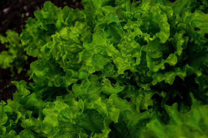 Green Leafy Lettuce
