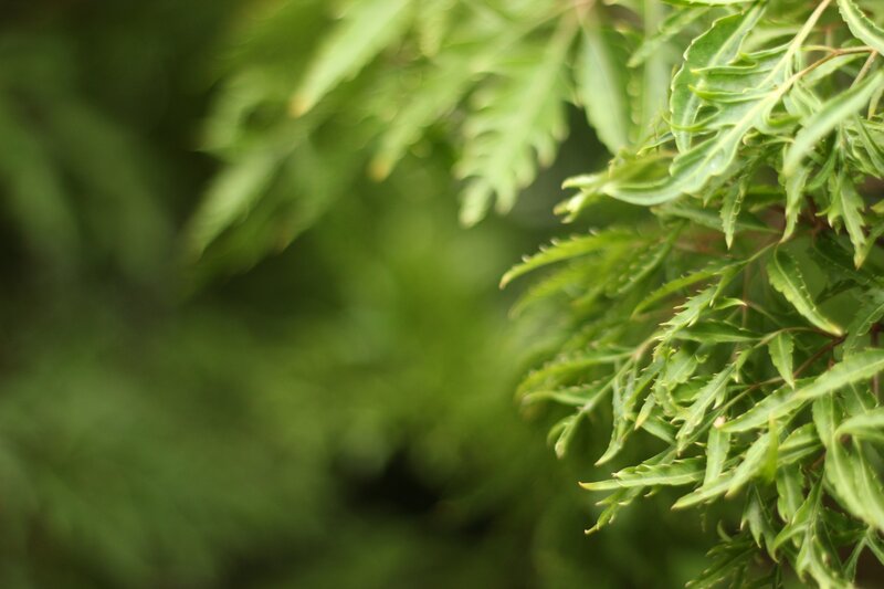 Green Leafy Plant — Branch