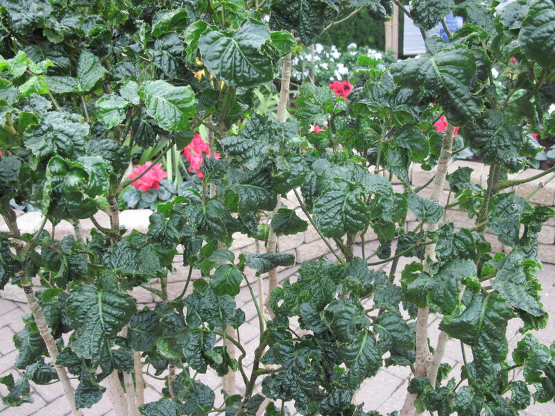 Green Leafy Plant — Calm, Afternoon, Photograph
