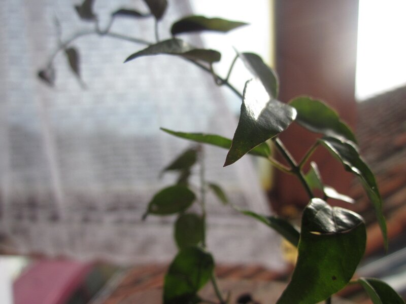 Green Leafy Plant — Calm, Afternoon