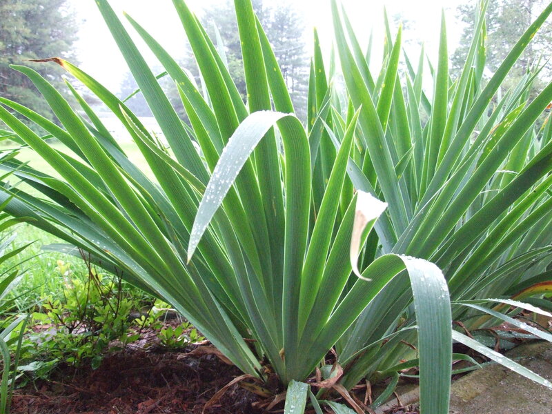 Green Leafy Plant — Calm, Morning