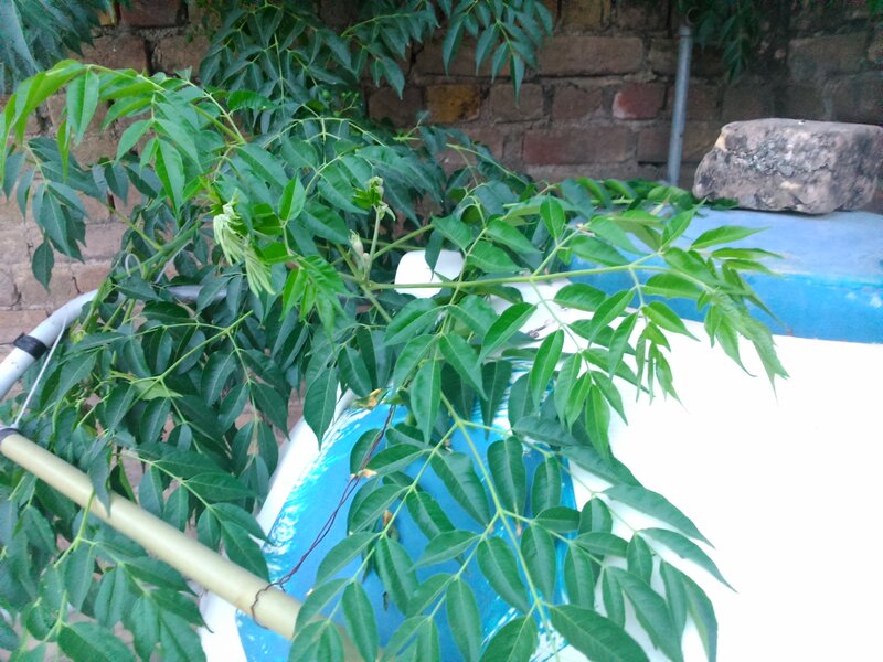 Green Leafy Plant — Calm, Photograph, Brick Wall