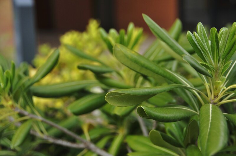 Green Leafy Plant — Calm, Photograph, Leaves, Branches