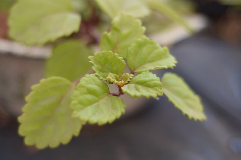 Green Leafy Plant — Calm, Photograph, Leaves, Stem, Pot