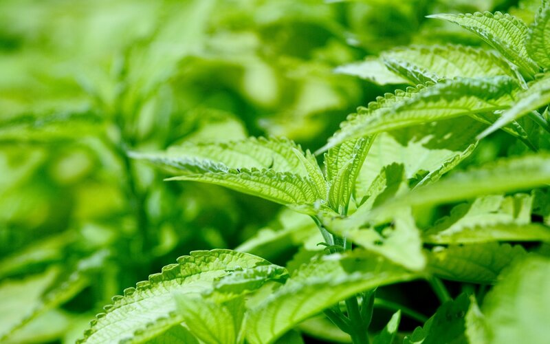Green Leafy Plant — Calm, Photograph, Leaves, Stem