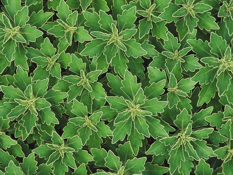 Green Leafy Plant — Calm, Photograph, Leaves, Water Droplets