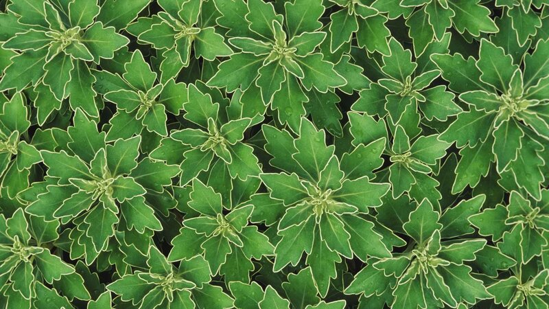 Green Leafy Plant — Calm, Photograph, Leaves, Water Droplets, White