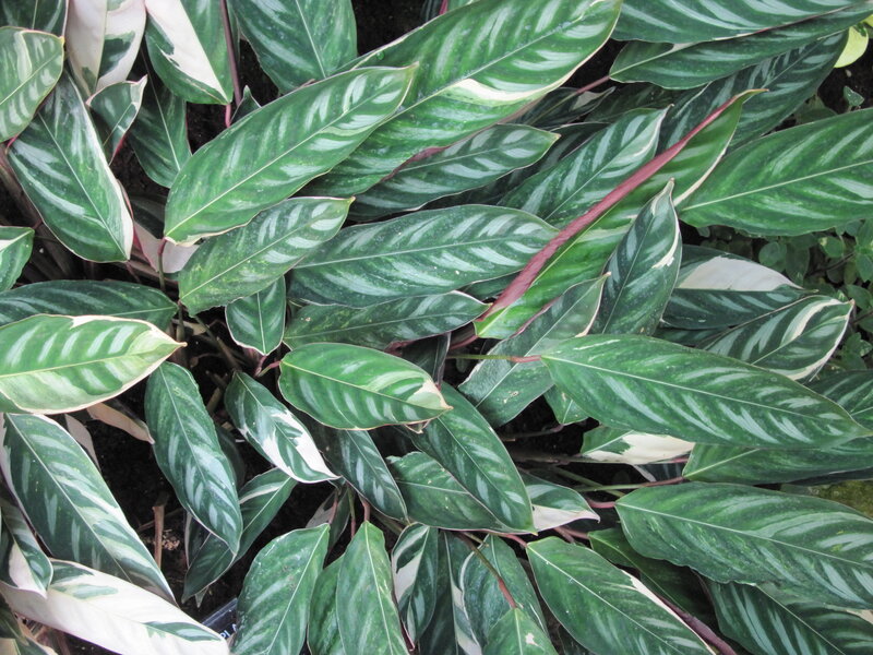 Green Leafy Plant — Calm, Photograph