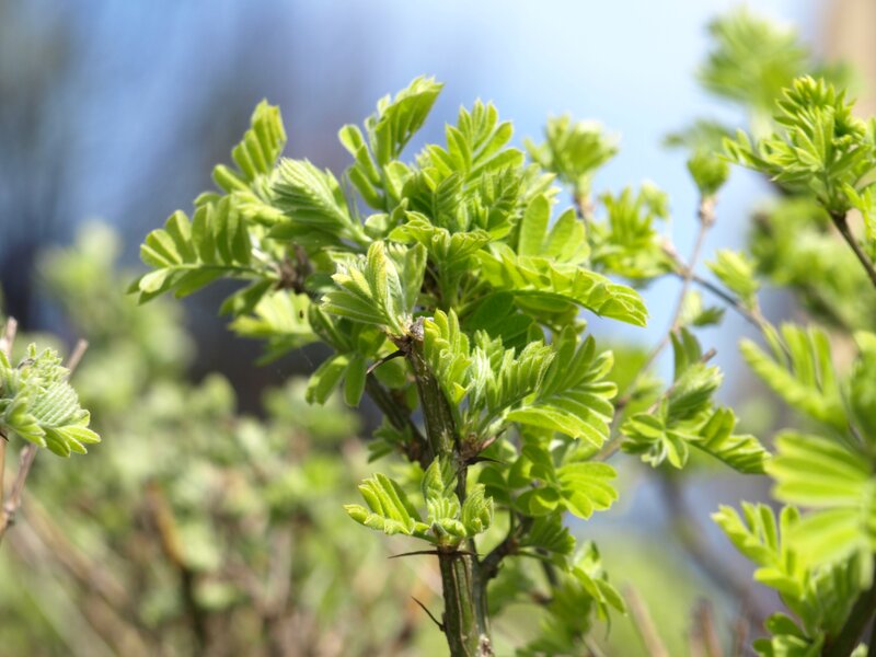 Green Leafy Plant — Calm