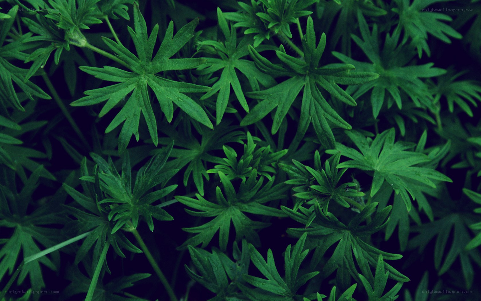 green leafy plant close-up