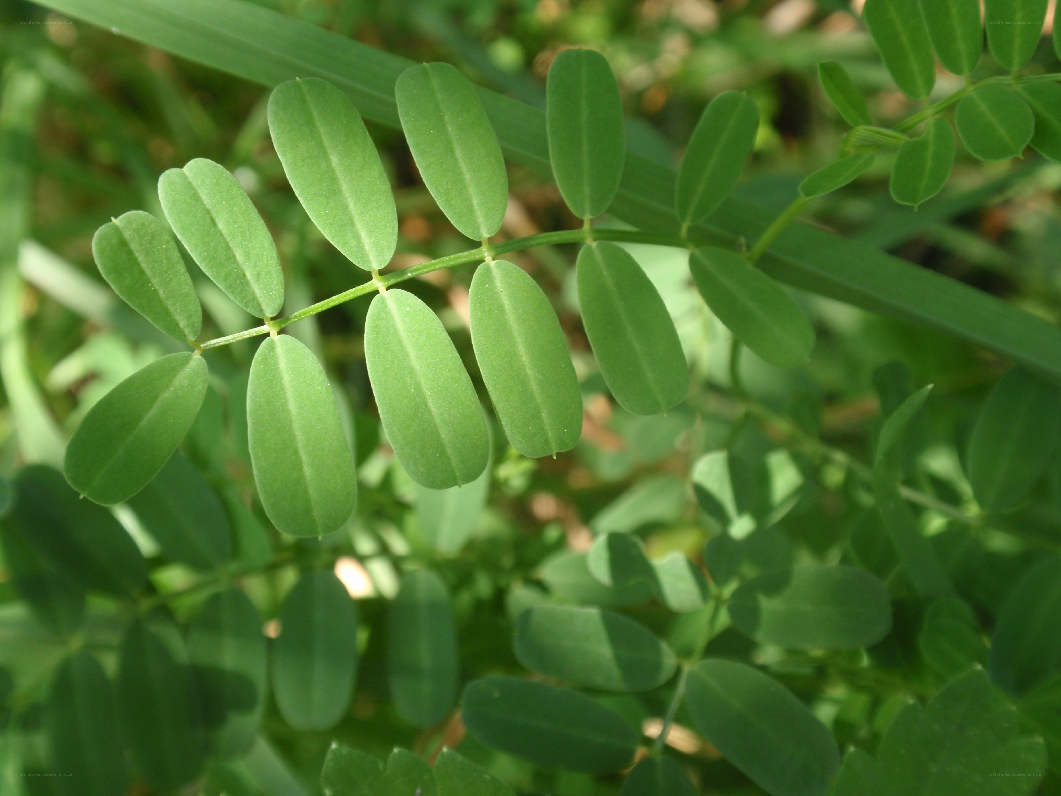 green leafy plant close-up