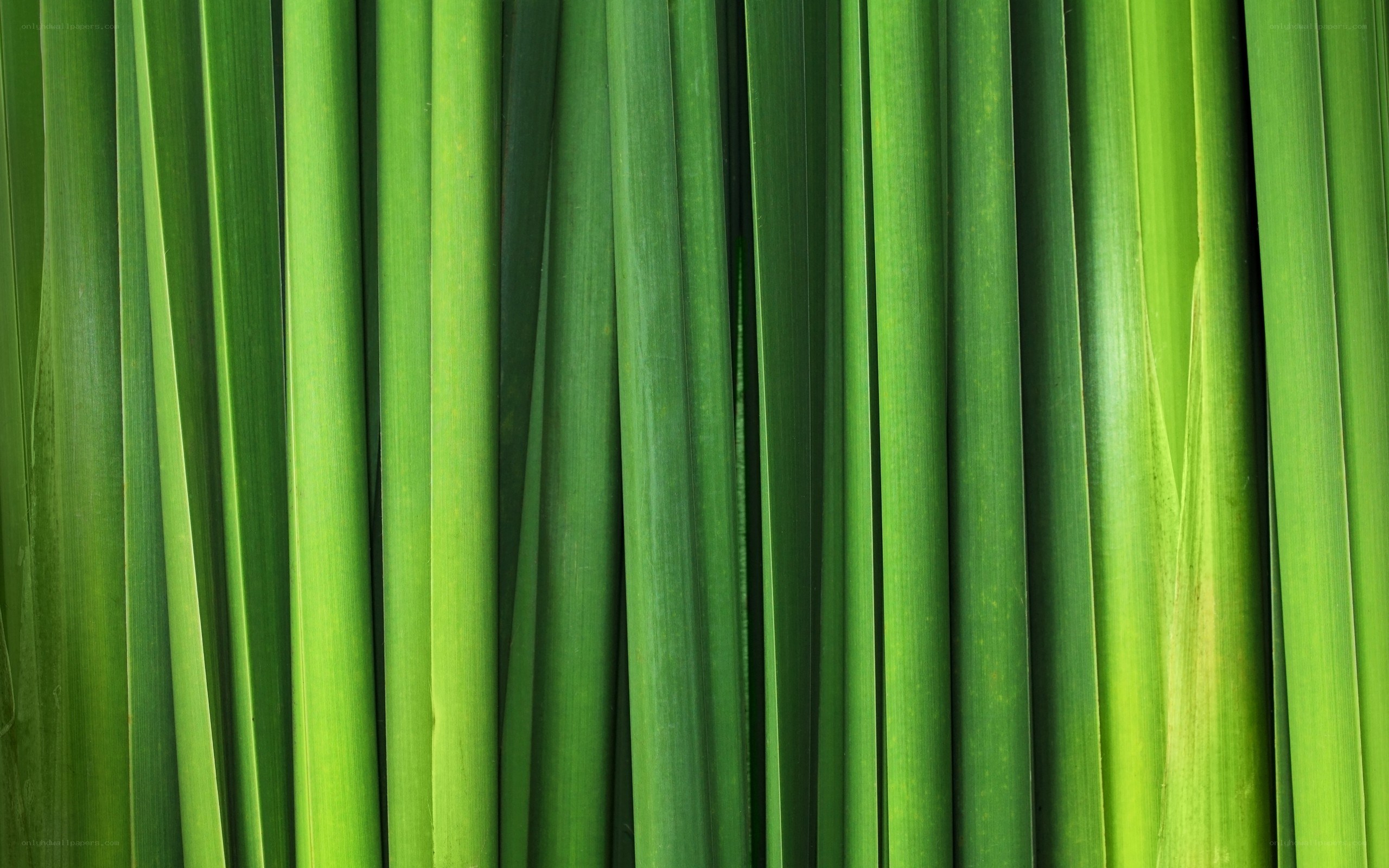 green leafy plant close-up