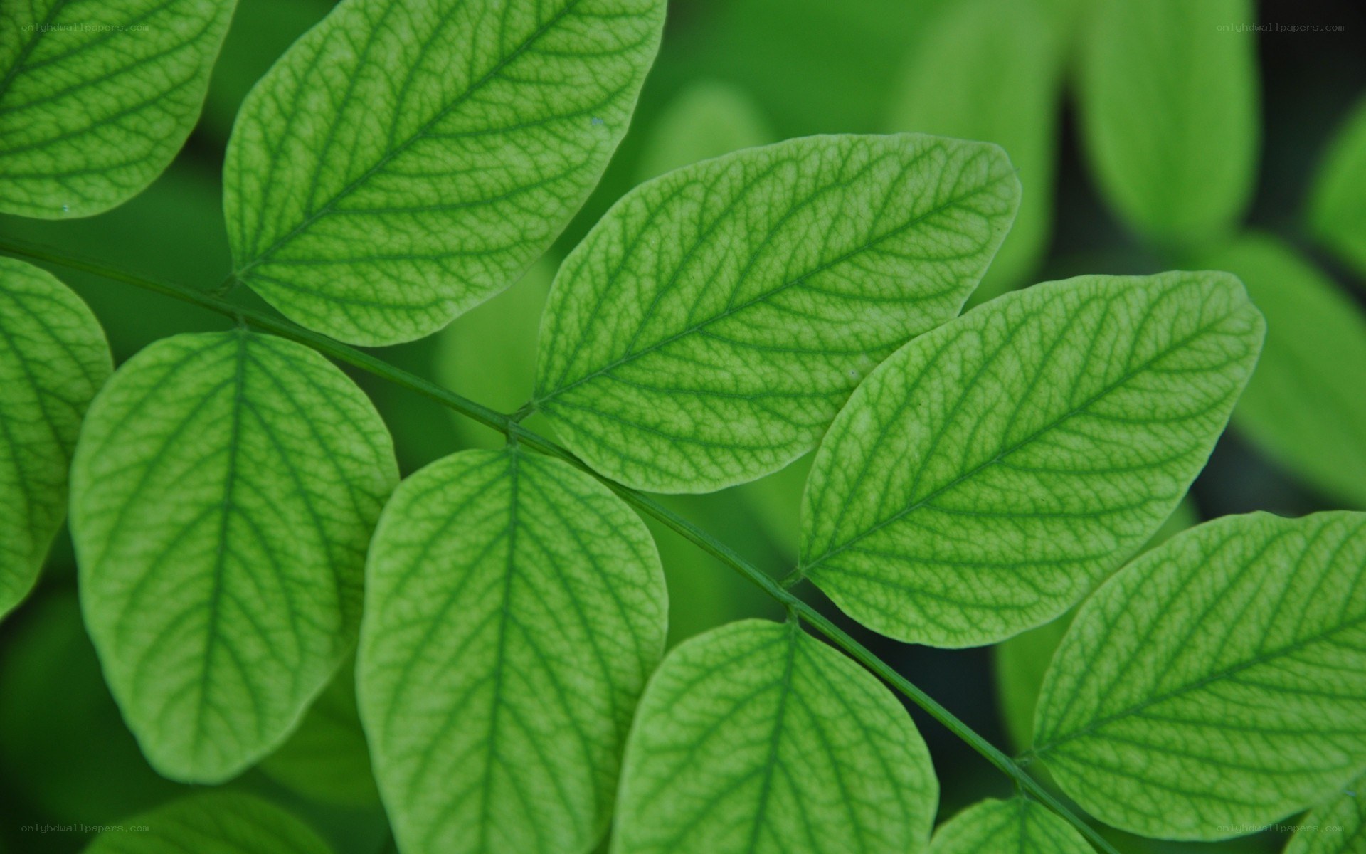 green leafy plant close-up