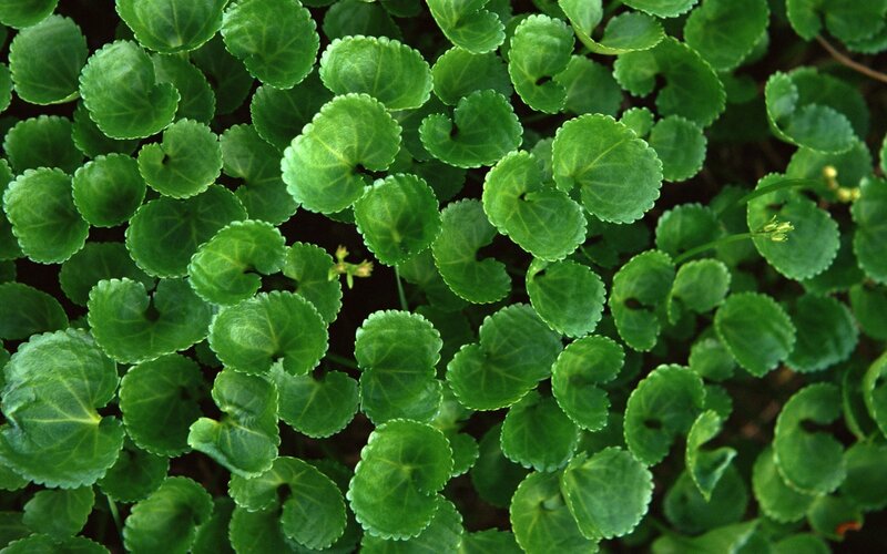 green leafy plant close-up
