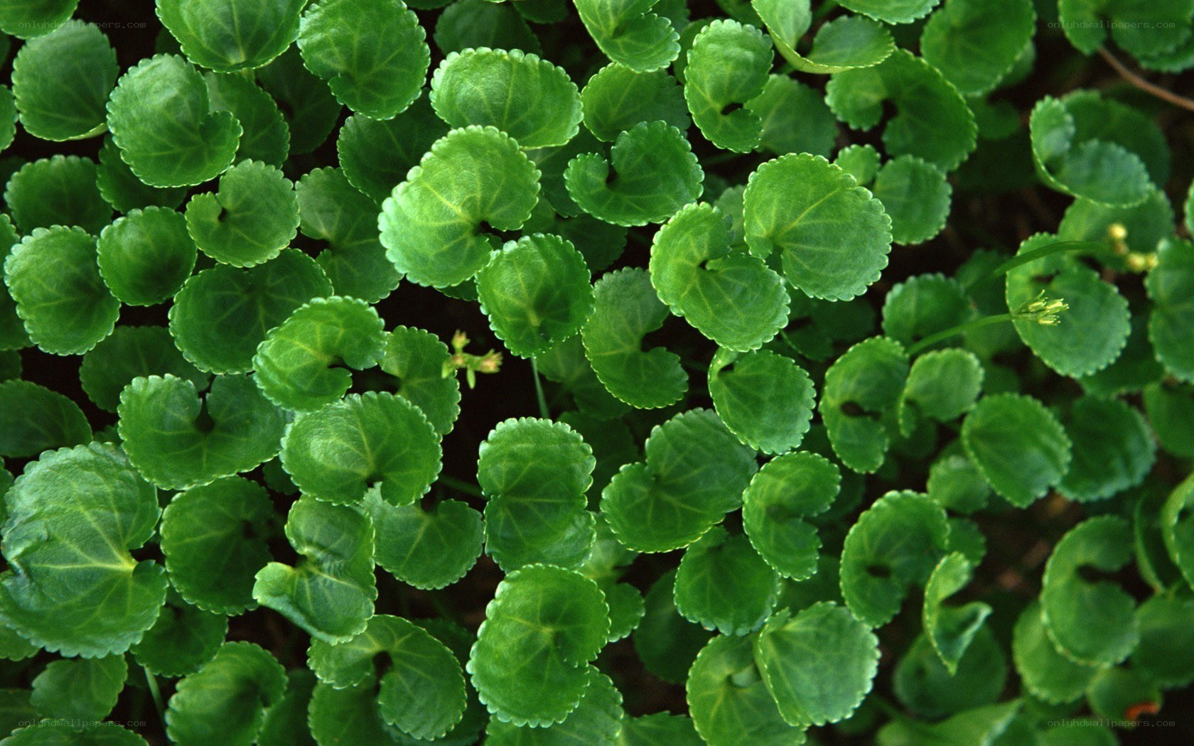 green leafy plant close-up