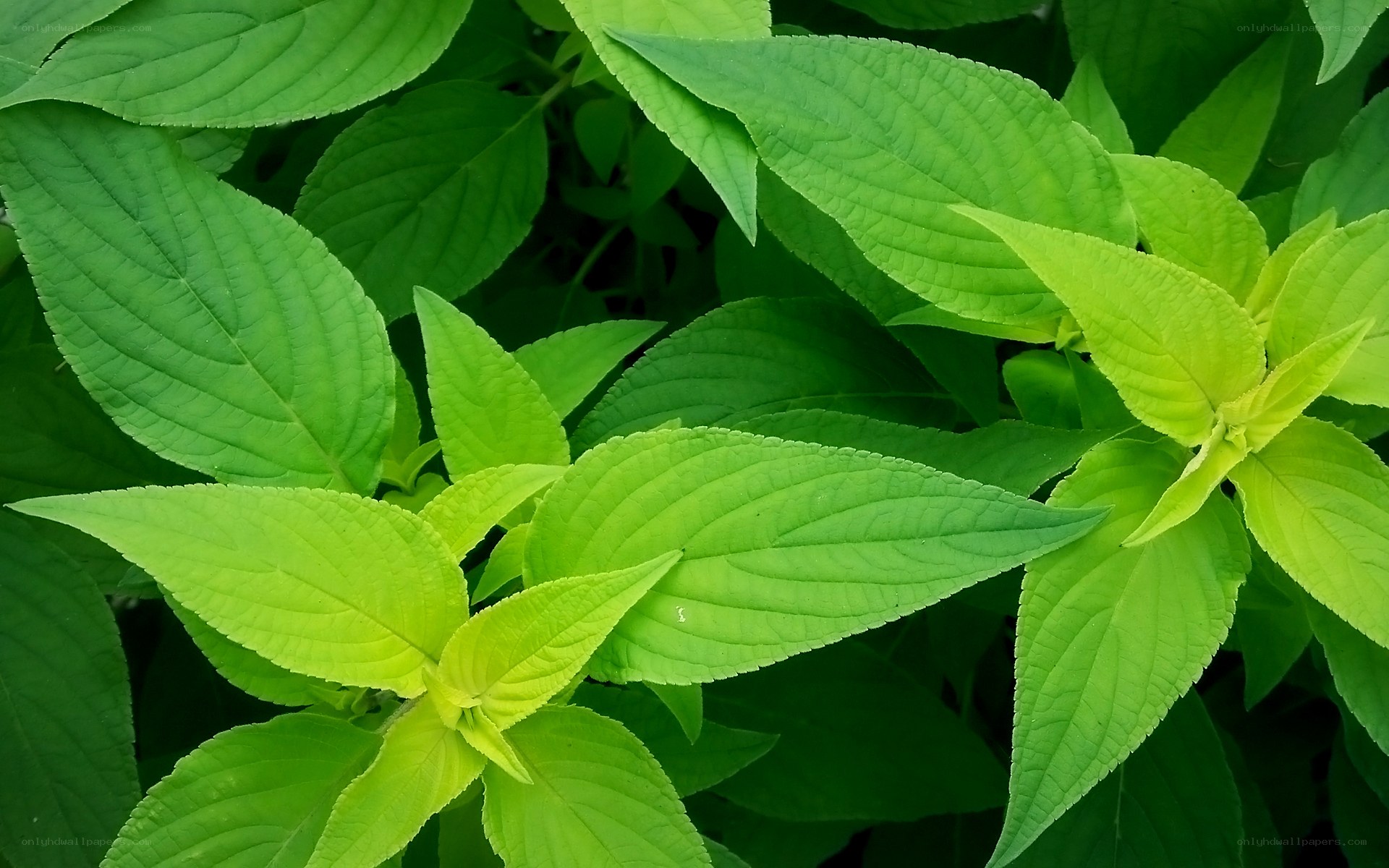 green leafy plant close-up