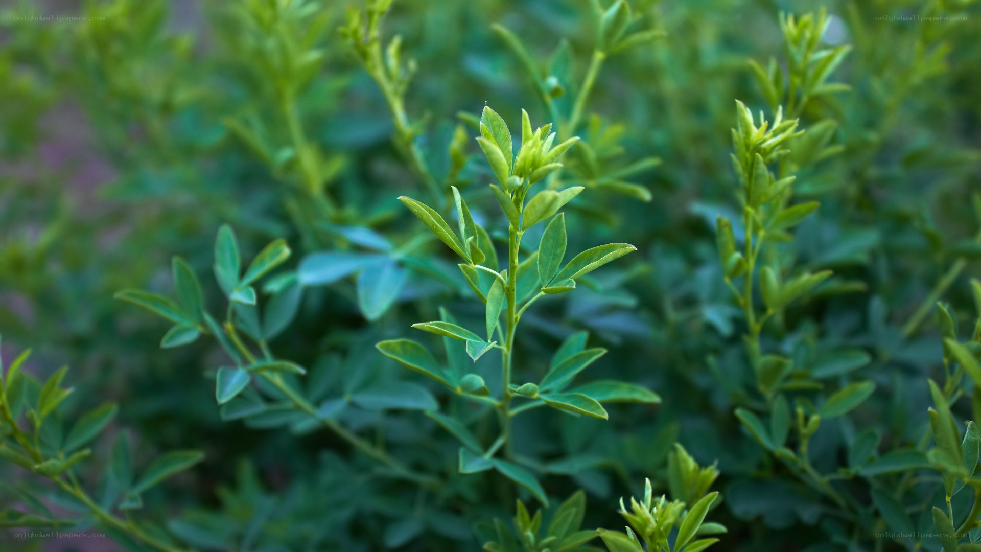 green leafy plant close-up