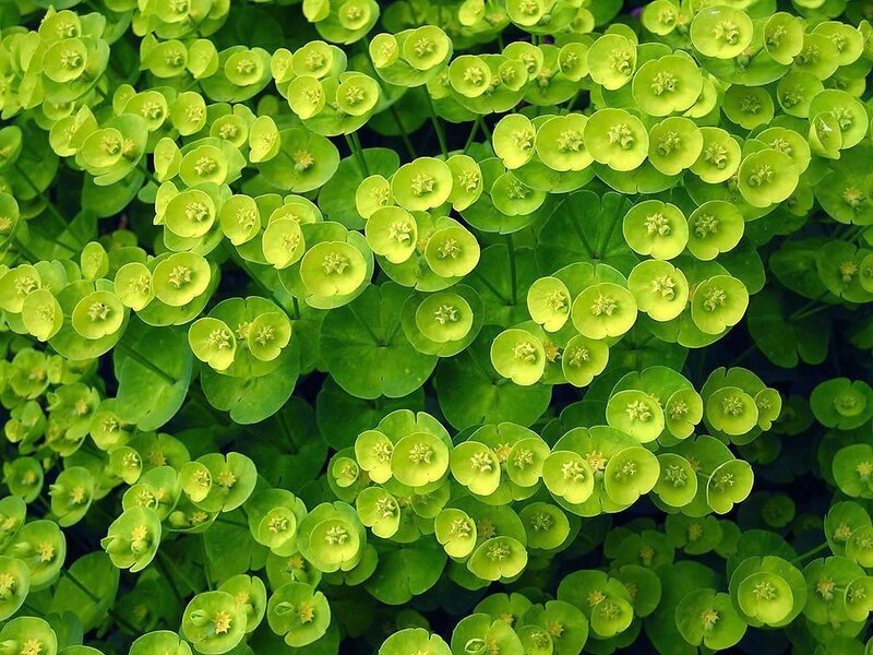 green leafy plant close-up