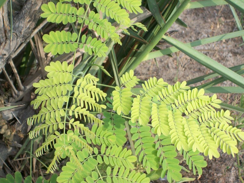green leafy plant close-up
