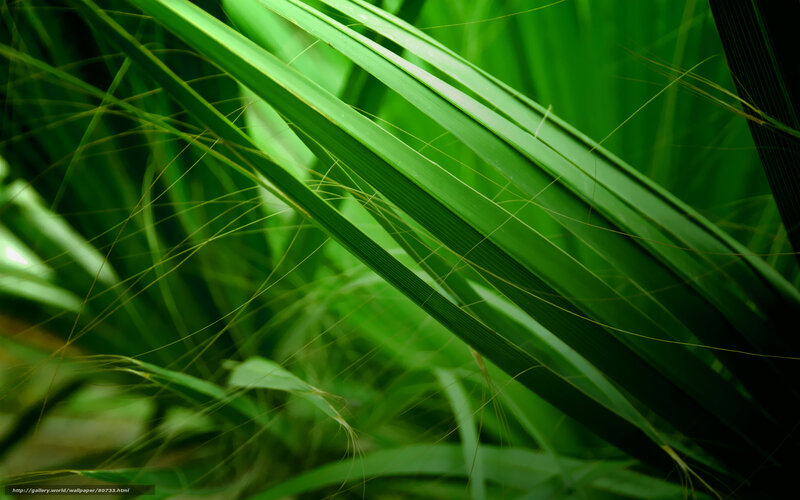 Green leafy plant close-up