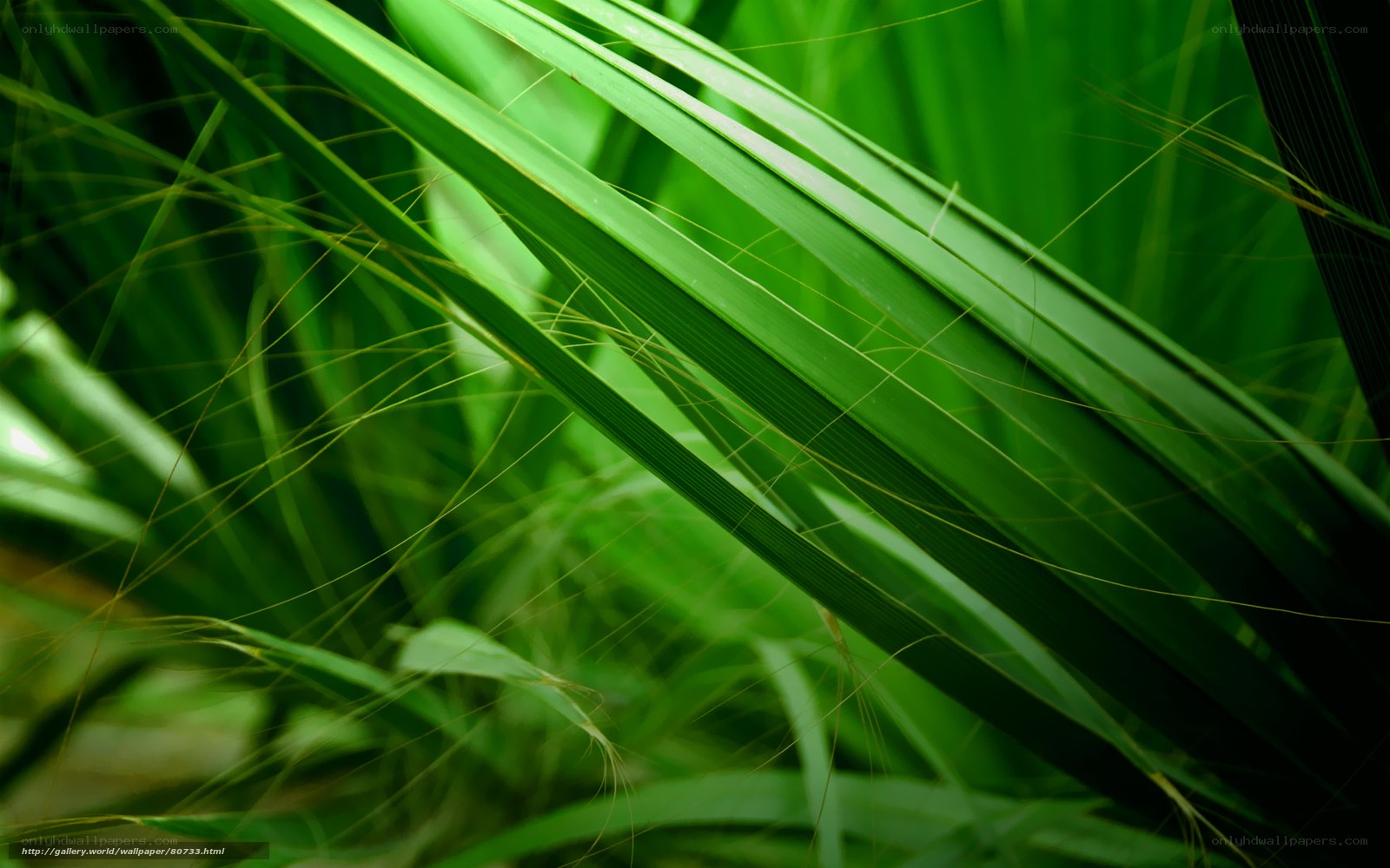 Green leafy plant close-up