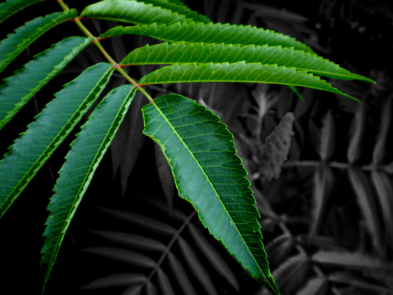 Green Leafy Plant — Dramatic