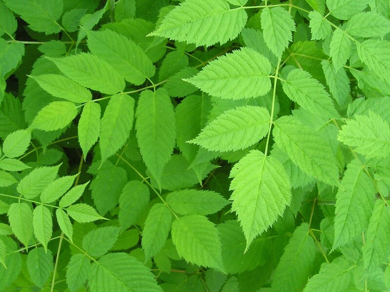 green leafy plant foliage