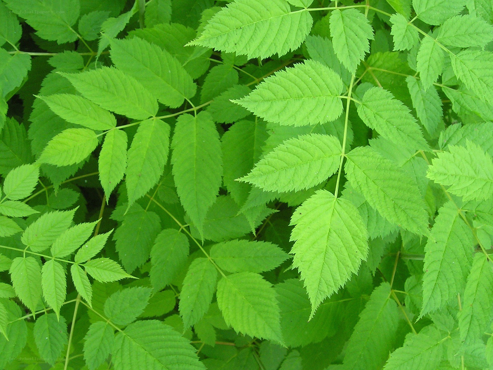 green leafy plant foliage