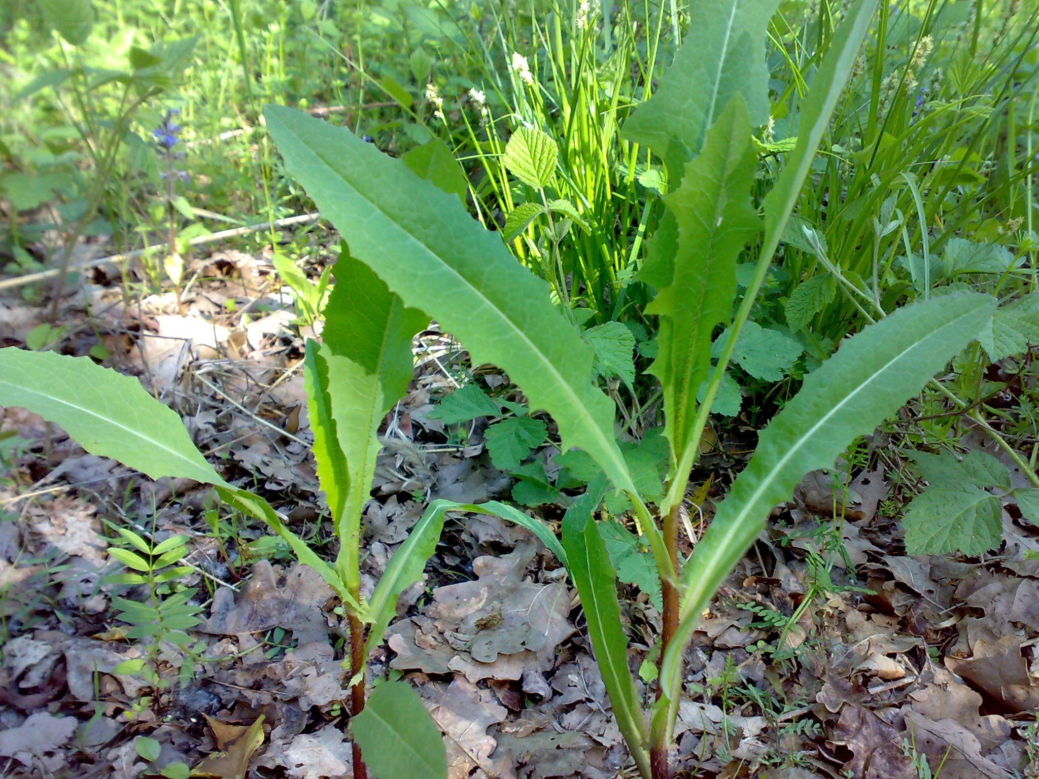 green leafy plant in forest