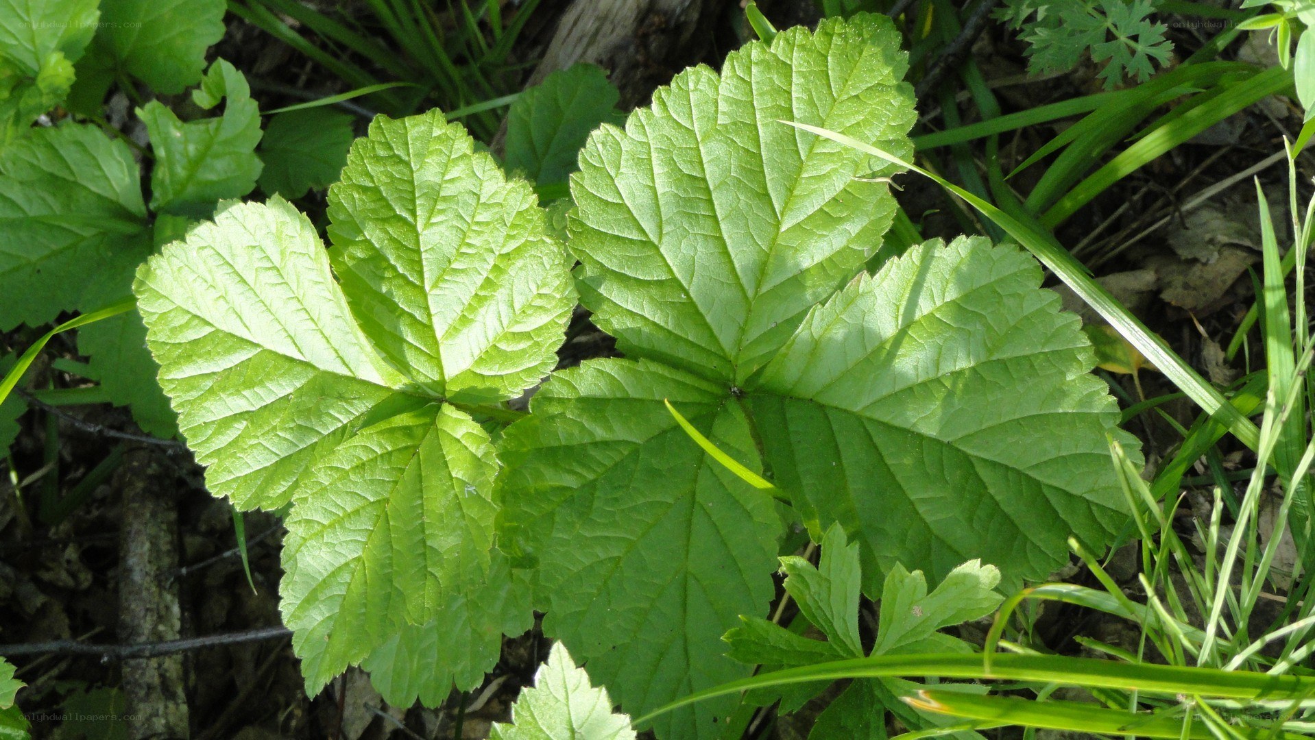 green leafy plant in forest