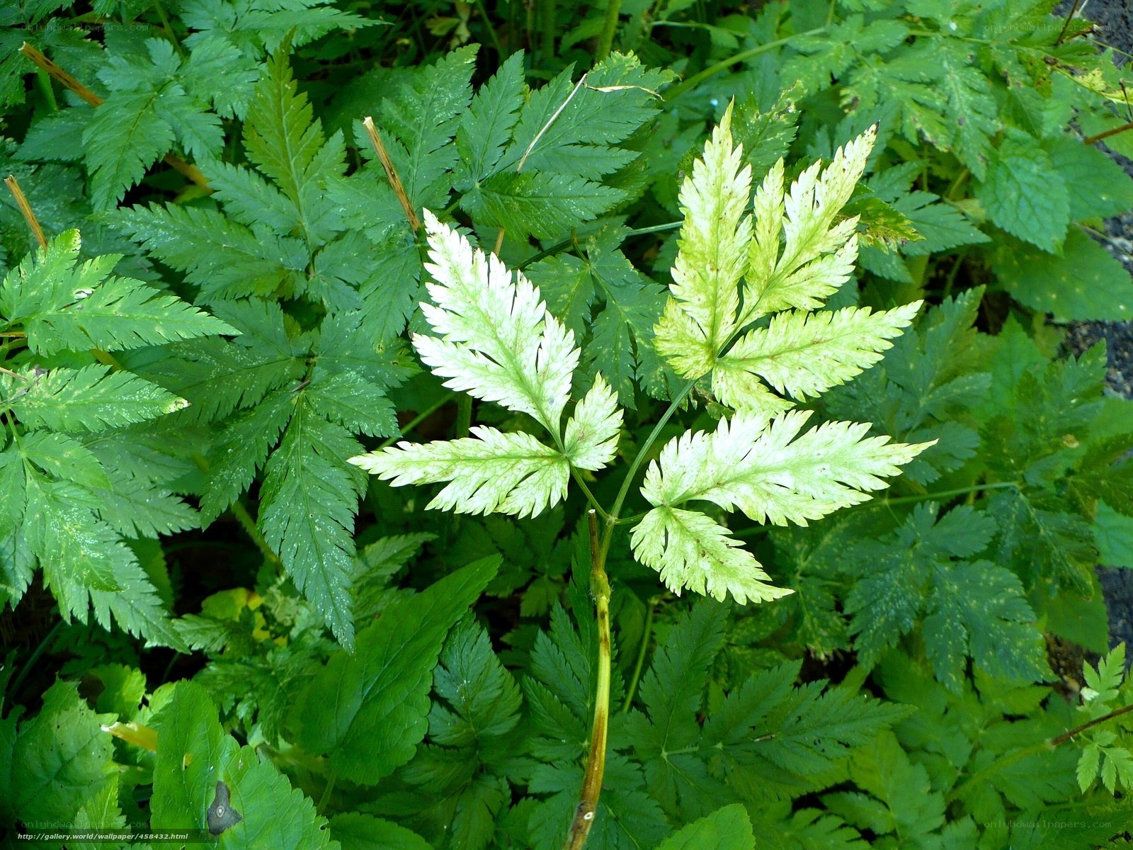 green leafy plant in forest