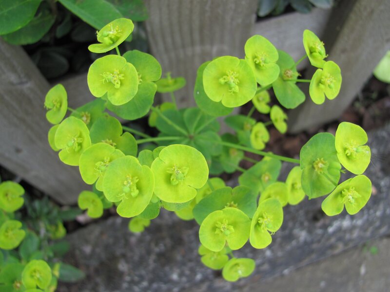 green leafy plant in garden
