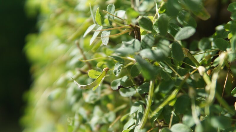 Green Leafy Plant — Natural, Afternoon, Photograph, Leaves, Pod