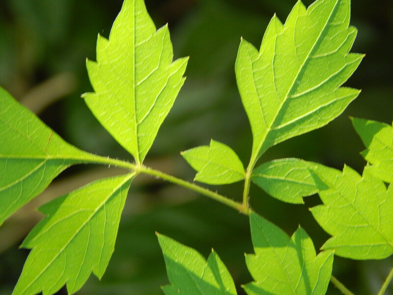 Green Leafy Plant — Natural, Afternoon, Photograph, Stem