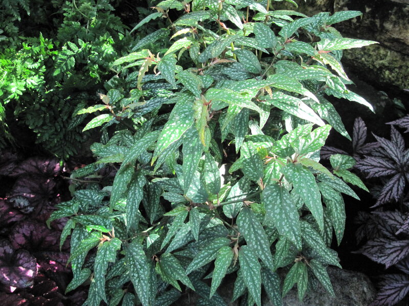 Green Leafy Plant — Natural, Afternoon