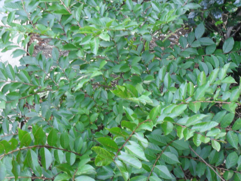 Green Leafy Plant — Natural, Photograph, Leaves, Branches