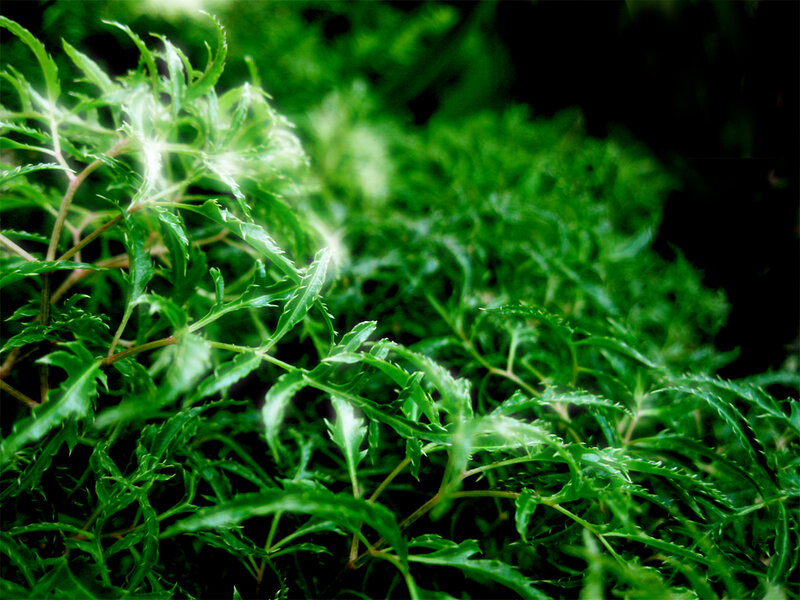 Green Leafy Plant — Natural, Photograph, Leaves, Stems