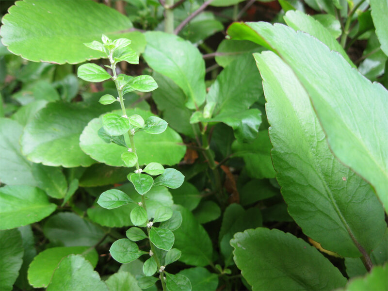 Green Leafy Plant — Natural, Photograph, Leaves