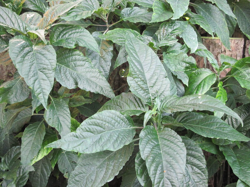 Green Leafy Plant — Natural, Photograph, Leaves, Tree Trunk