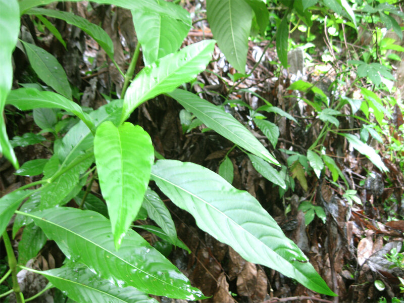 Green Leafy Plant — Natural, Photograph