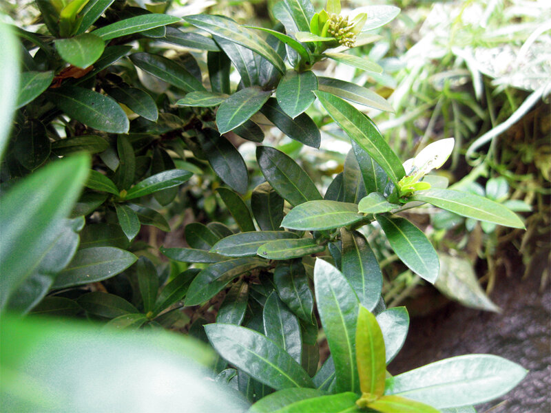 Green Leafy Plant — Natural