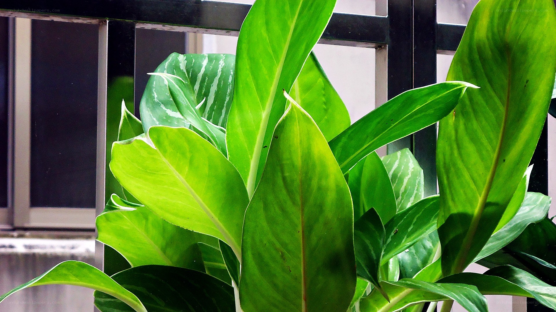 green leafy plant on balcony