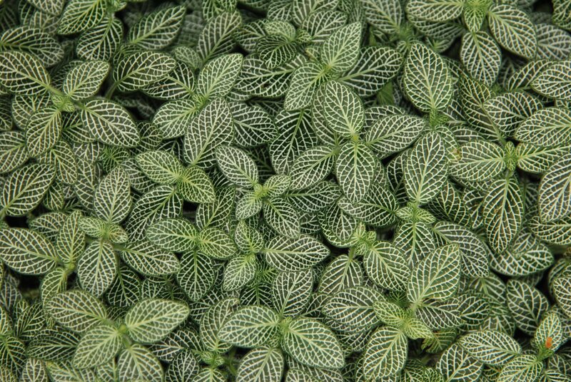 green leafy plant pattern